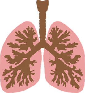 Lung is one of the most important organs in the human body.